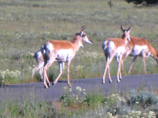 antelope on hike & bike trail