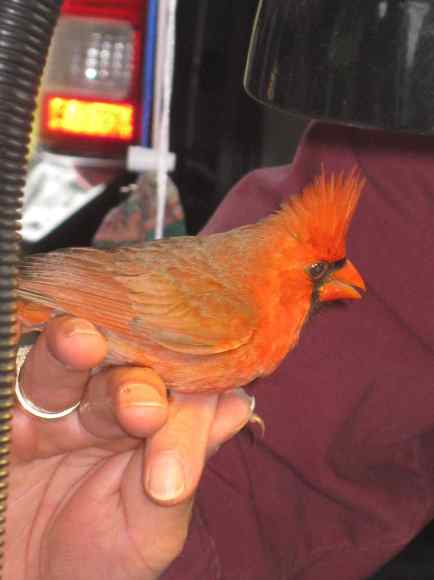 Banded Male Cardinal 