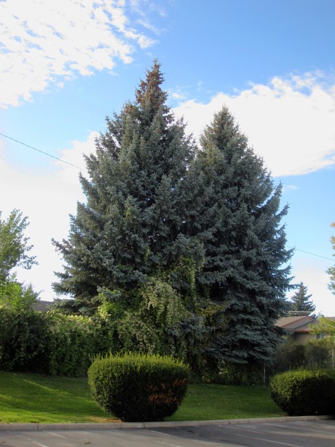 Blue Spruce, Idaho Falls