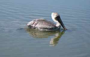 Brown Pelican