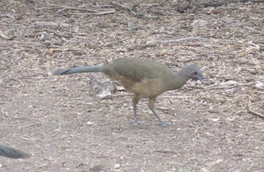Chachalaca