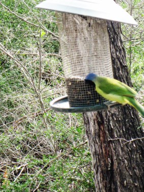 Green Jay
