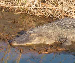 Alligator Head