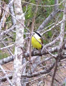 Great Kiskadee