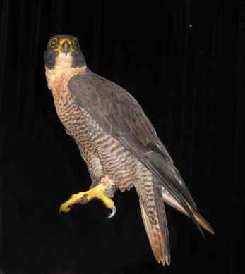 Peregrin Falcon