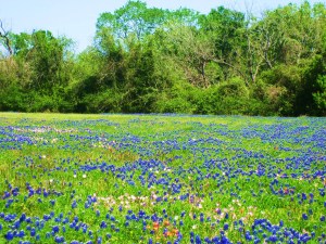 Field of Bluebonnets