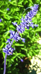 Lavendar Tall Flower