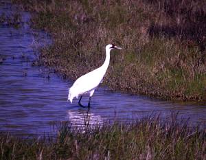 Whooping Crane, Aransas National Wildlife Refuge, Texas