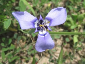 blue-eyed-grass